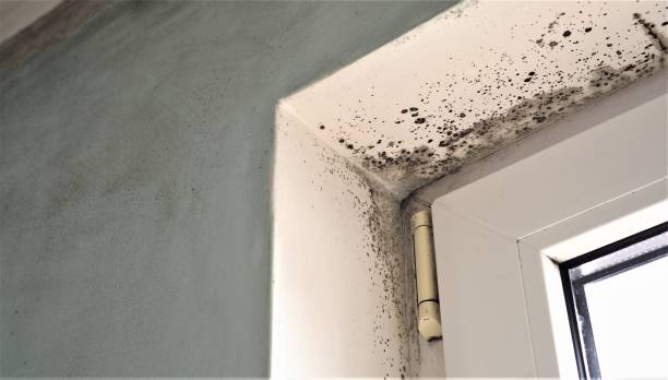 Best Basement Mold Removal  in Lehi, UT