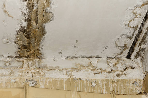 Mold Removal for HVAC Installations in Lehi, UT