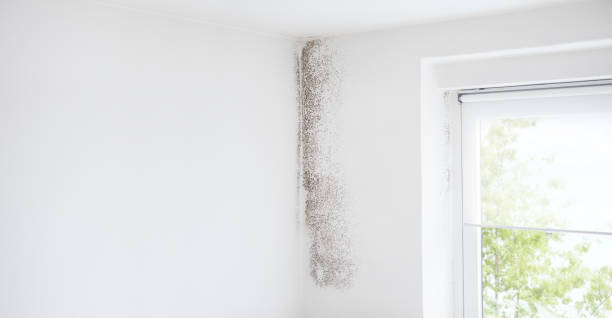 Best Attic Mold Removal  in Lehi, UT