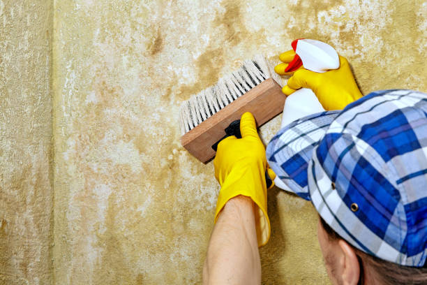 Best Emergency Mold Remediation  in Lehi, UT