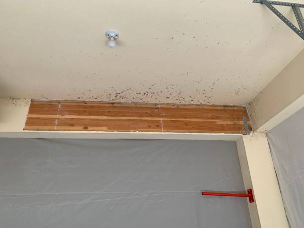 Best Forensic Mold Investigation  in Lehi, UT