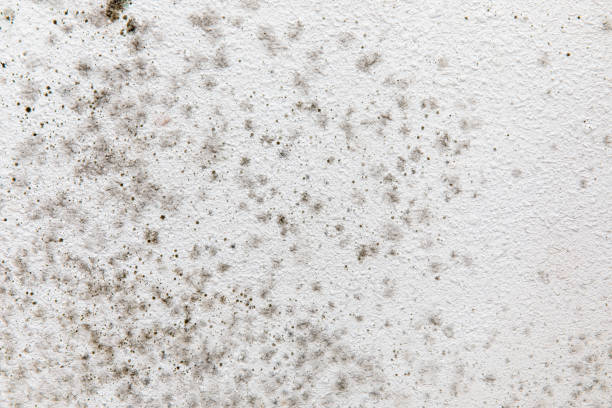 Best Water Damage & Mold Remediation  in Lehi, UT