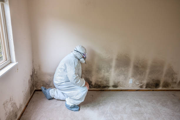 Lehi, UT Mold Removal Company