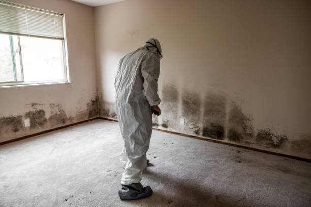 Best Biohazard Mold Removal  in Lehi, UT
