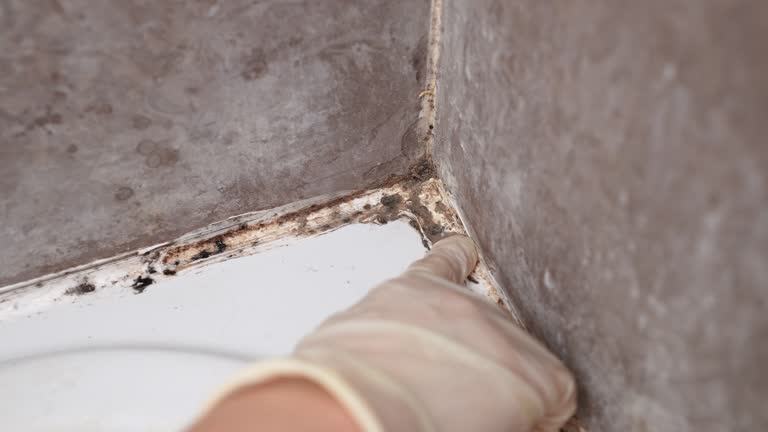 Best Industrial Mold Remediation  in Lehi, UT